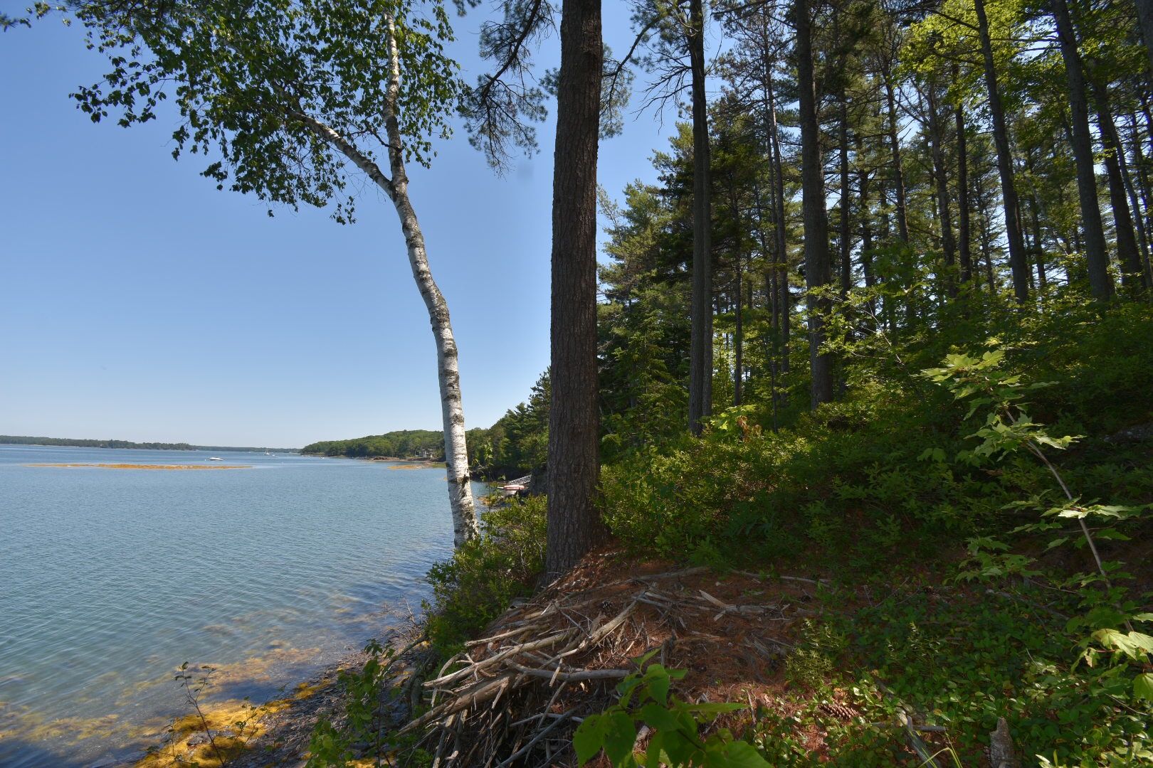 Roxanne York Real Estate